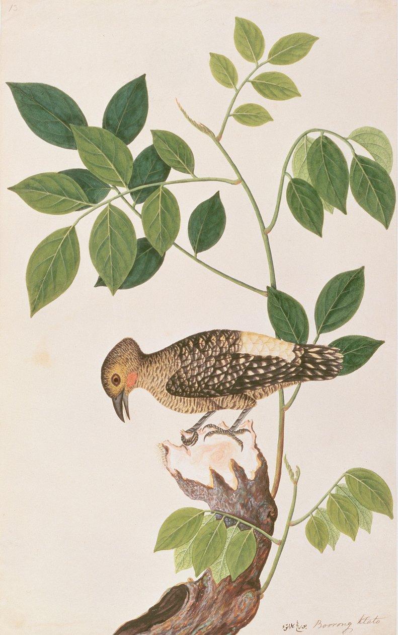 Buff-rumped spætte, fra tegninger af fugle fra Malacca, ca. 1805-18 (wc på papir) af Chinese School