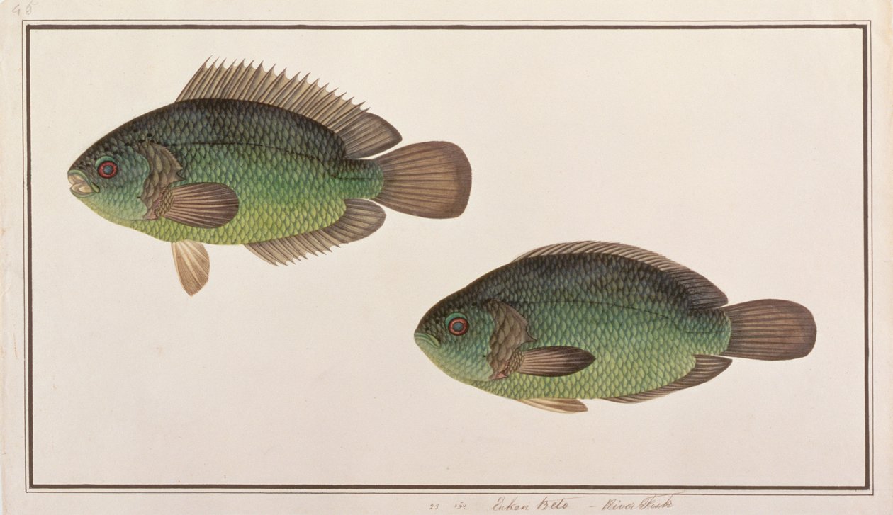 Klatreaborre, fra tegninger af fisk fra Malacca, ca. 1805-18 (wc på papir) af Chinese School