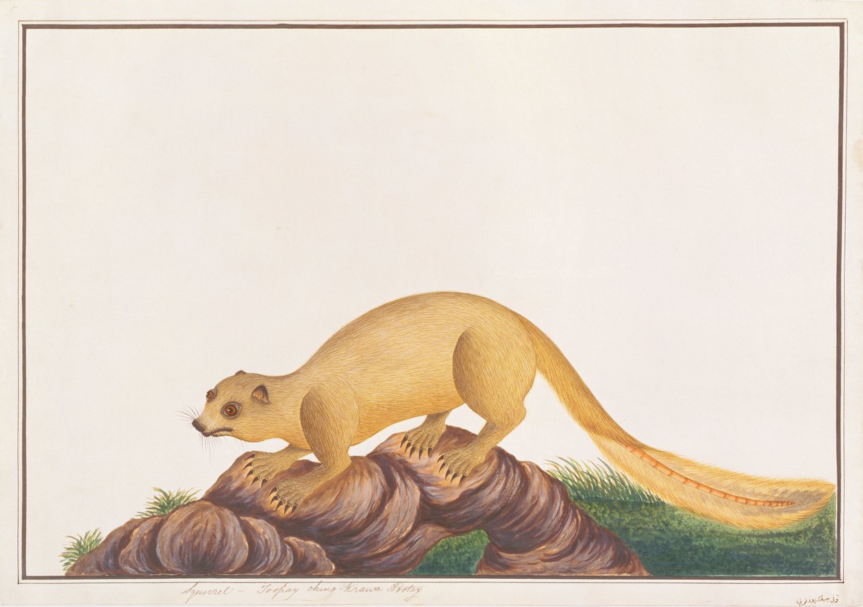 Cremefarvet kæmpe egern, fra tegninger af dyr, insekter og krybdyr fra Malacca, ca. 1805-18 (wc & gouache på papir) af Chinese School