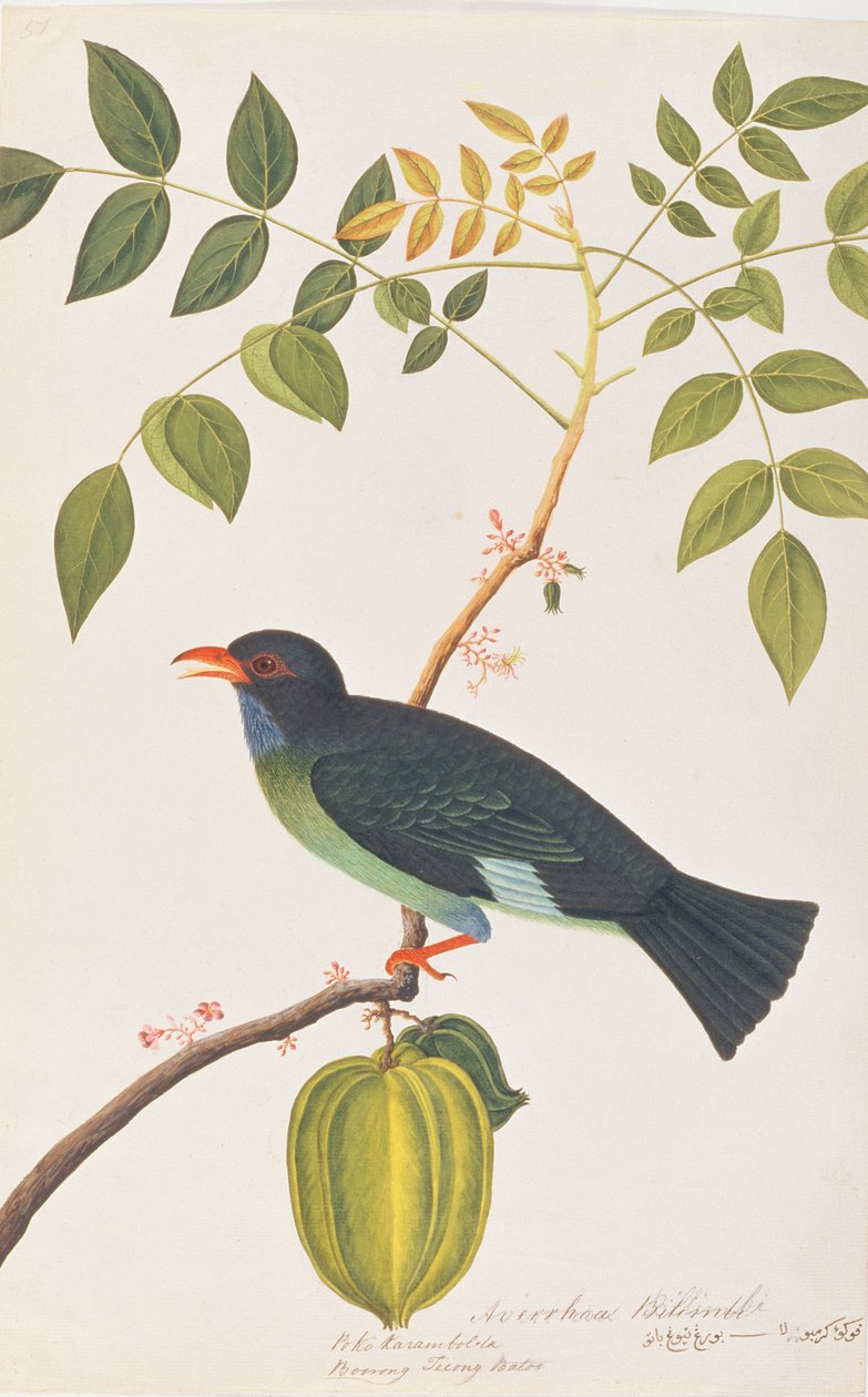 Dollarbird, fra Tegninger af fugle fra Malacca, ca. 1805-18 (wc på papir) af Chinese School