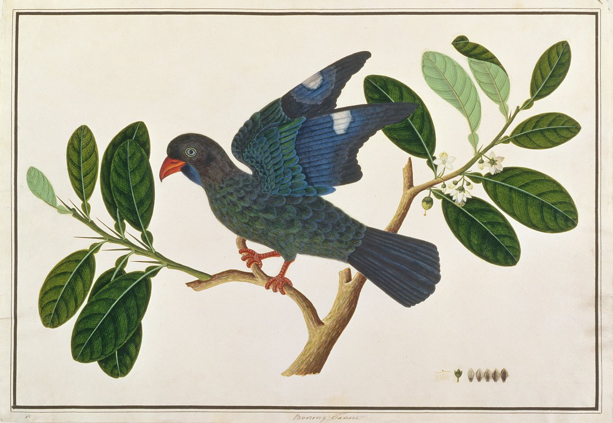 Dollarbird, fra Tegninger af fugle fra Malacca, ca. 1805-18 (wc på papir) af Chinese School
