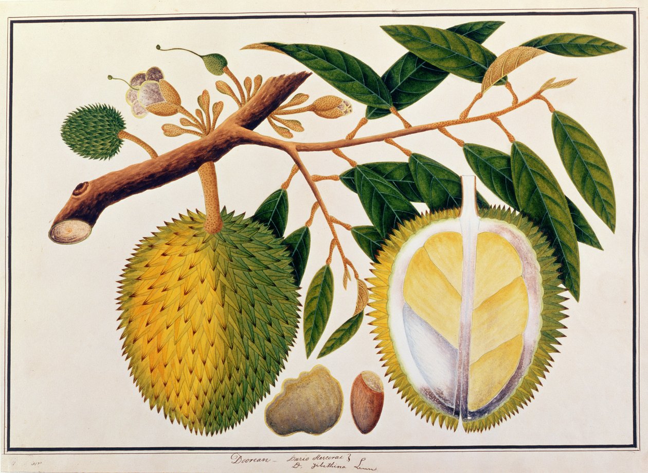 Doorean eller Durio Hercorae, fra tegninger af planter fra Malacca, ca. 1805-18 (wc på papir) af Chinese School