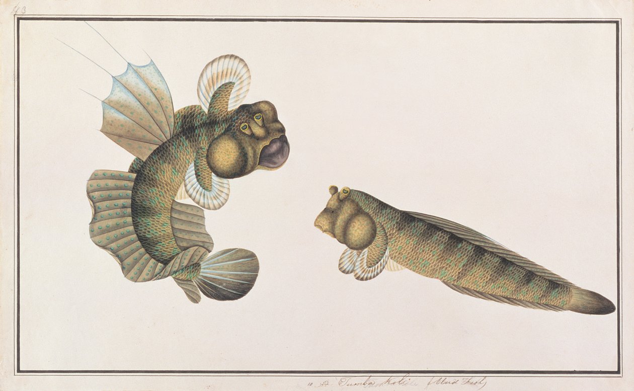Dragon Mudskipper, fra Drawings of Fishes from Malacca, ca. 1805-18 (wc på papir) af Chinese School