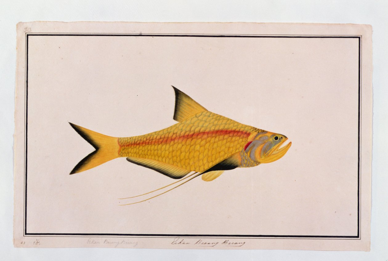 Eekan Bieung Bieung, fra Drawings of Fishes from Malacca, ca. 1805-18 (wc på papir) af Chinese School