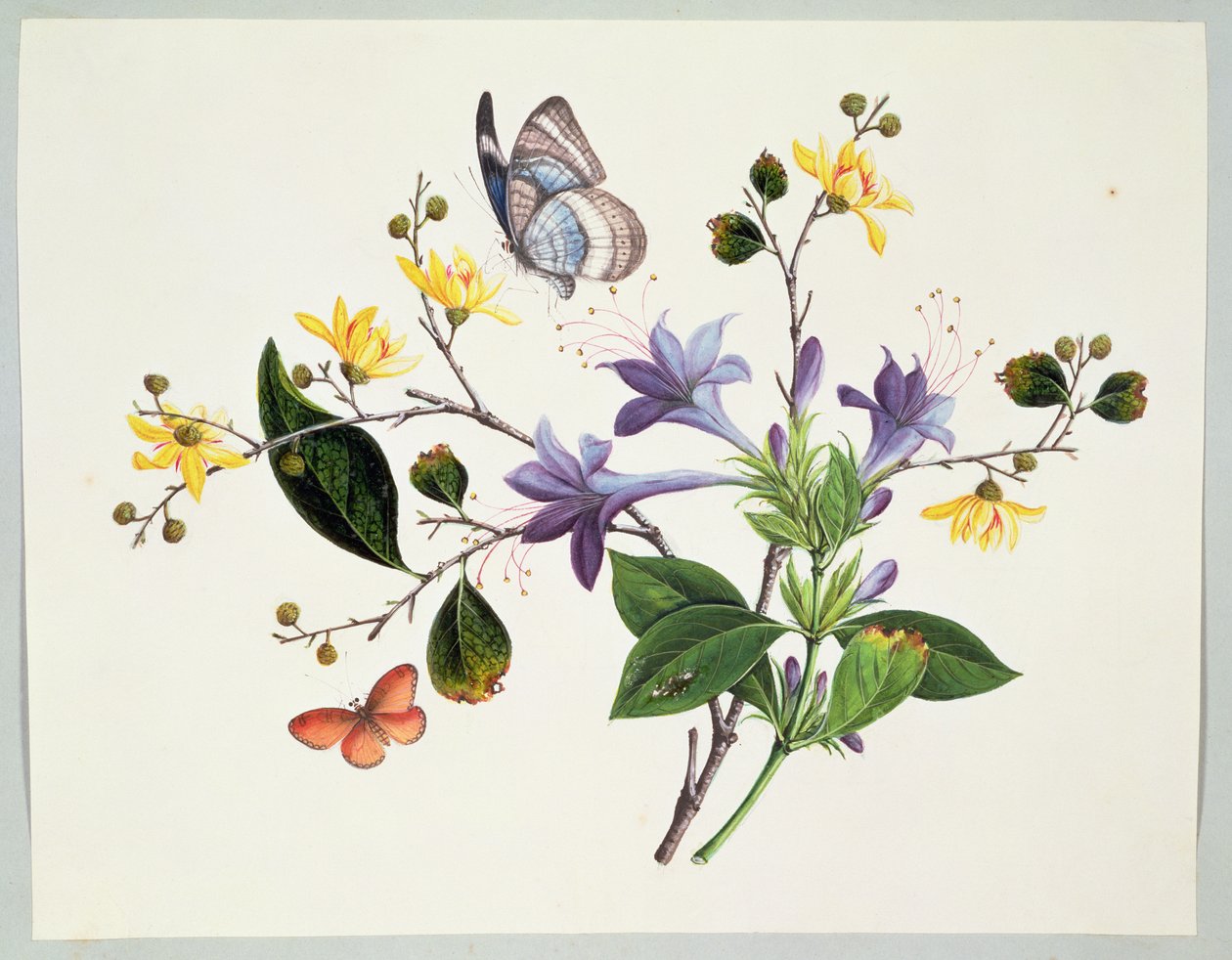 Blomsterstudie og Insekter af Chinese School