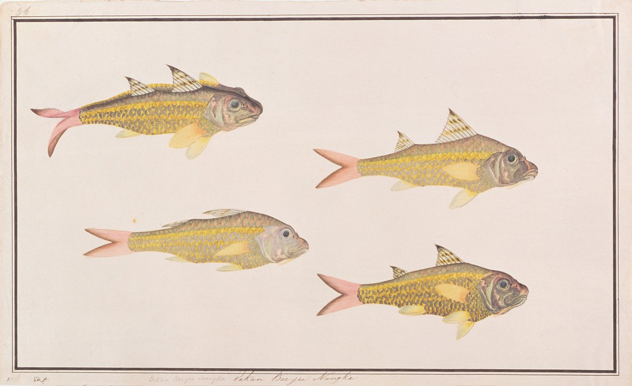 Gedefisk, fra tegninger af fisk fra Malacca, ca. 1805-18 (wc på papir) af Chinese School