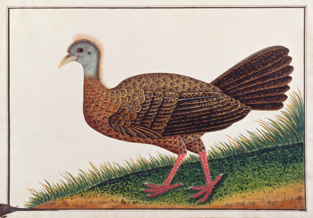 Great Argus, fra tegninger af fugle fra Malacca, ca. 1805-18 (wc på papir) af Chinese School