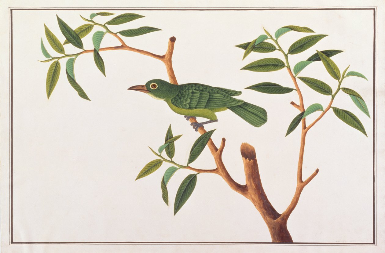 Greater Green Leafbird, fra tegninger af fugle fra Malacca, ca. 1805-18 (wc på papir) af Chinese School