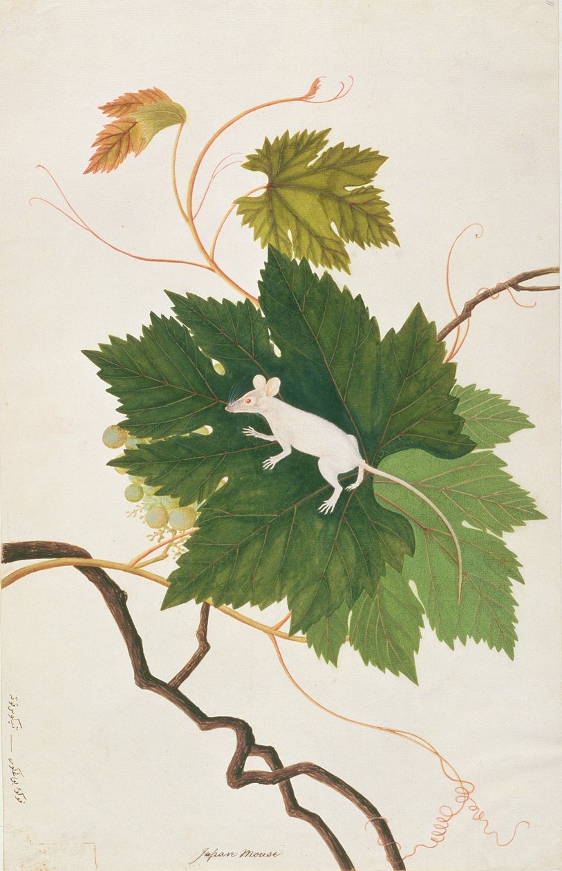 Husmus, fra tegninger af dyr, insekter og krybdyr fra Malacca, ca. 1805-18 (wc & gouache på papir) af Chinese School