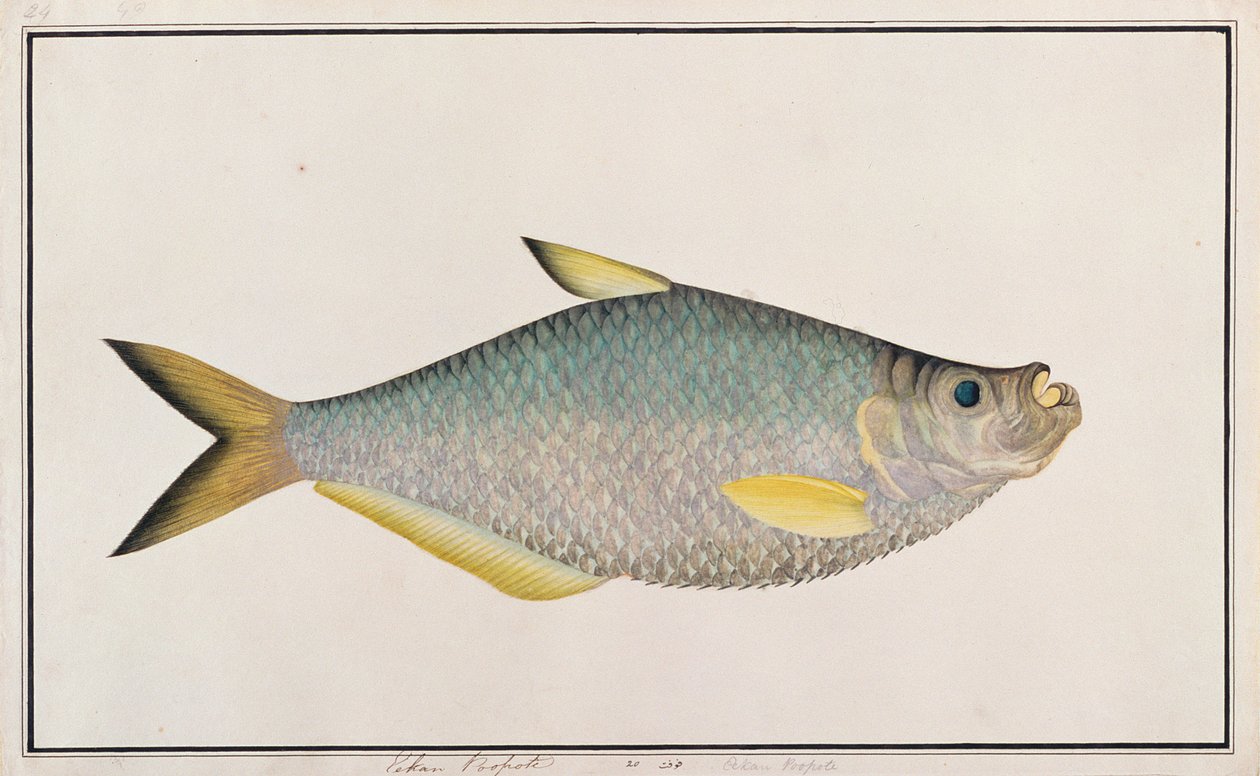 Ilisha, fra Drawings of Fishes from Malacca, ca. 1805-18 (wc på papir) af Chinese School