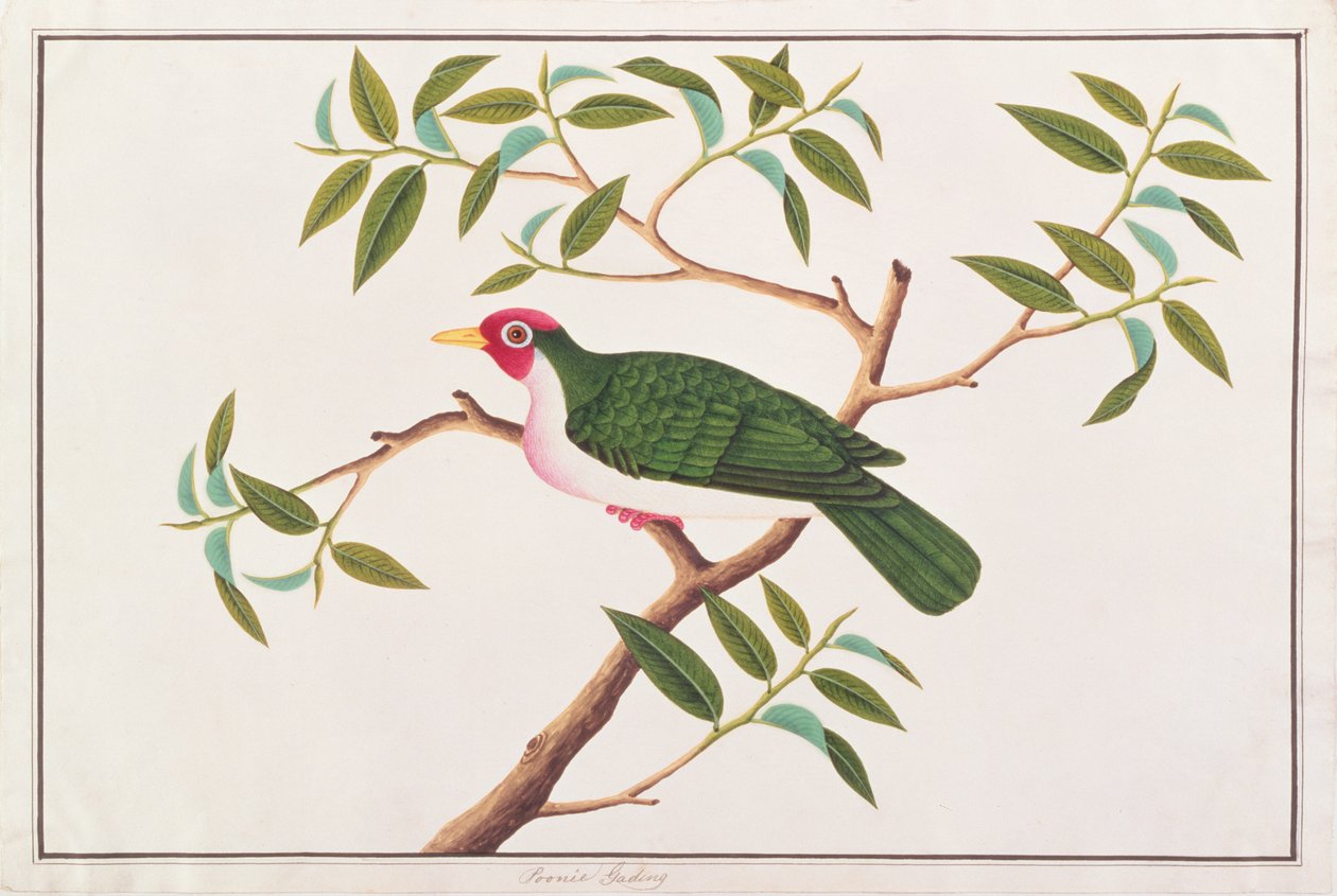 Jambu Frugtdue, fra Tegninger af Fugle fra Malacca, ca. 1805-18 (wc på papir) af Chinese School