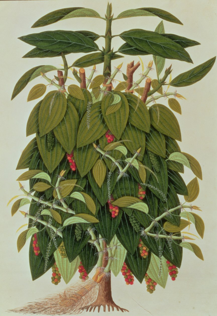 Lava Etam eller sort peber, fra tegninger af planter fra Malacca, ca. 1805-18 (wc på papir) af Chinese School