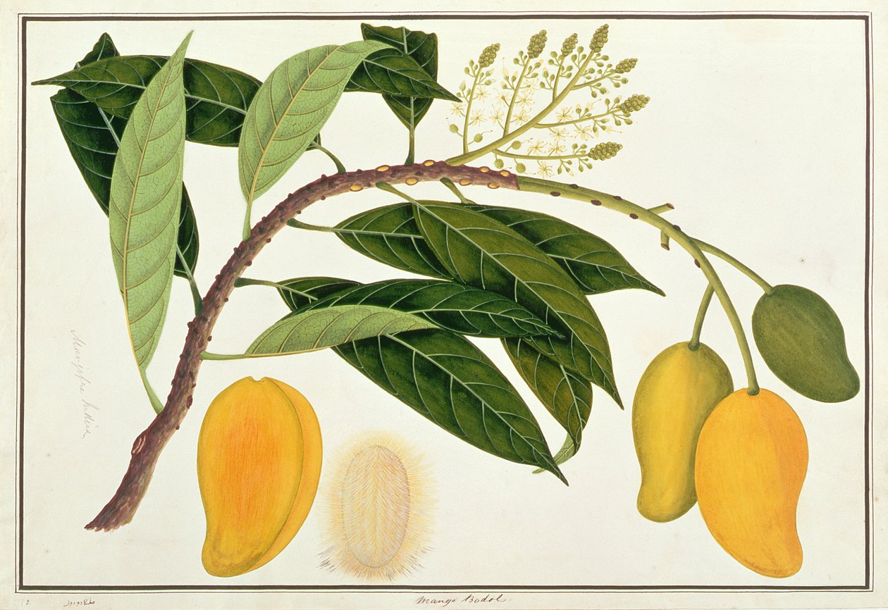 Mango Bodol, fra tegninger af planter fra Malacca, ca. 1805-18 (wc på papir) af Chinese School