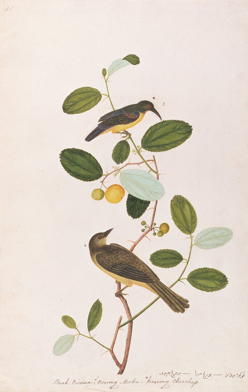 Rødstrubet Sunbird og Rødøjet Bulbul, fra Tegninger af Fugle fra Malacca, ca. 1805-18 (wc på papir) af Chinese School