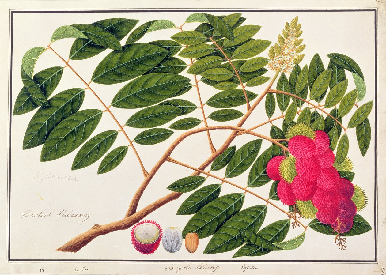 Sangole latong, fra tegninger af planter fra Malacca, ca. 1805-18 (wc på papir) af Chinese School