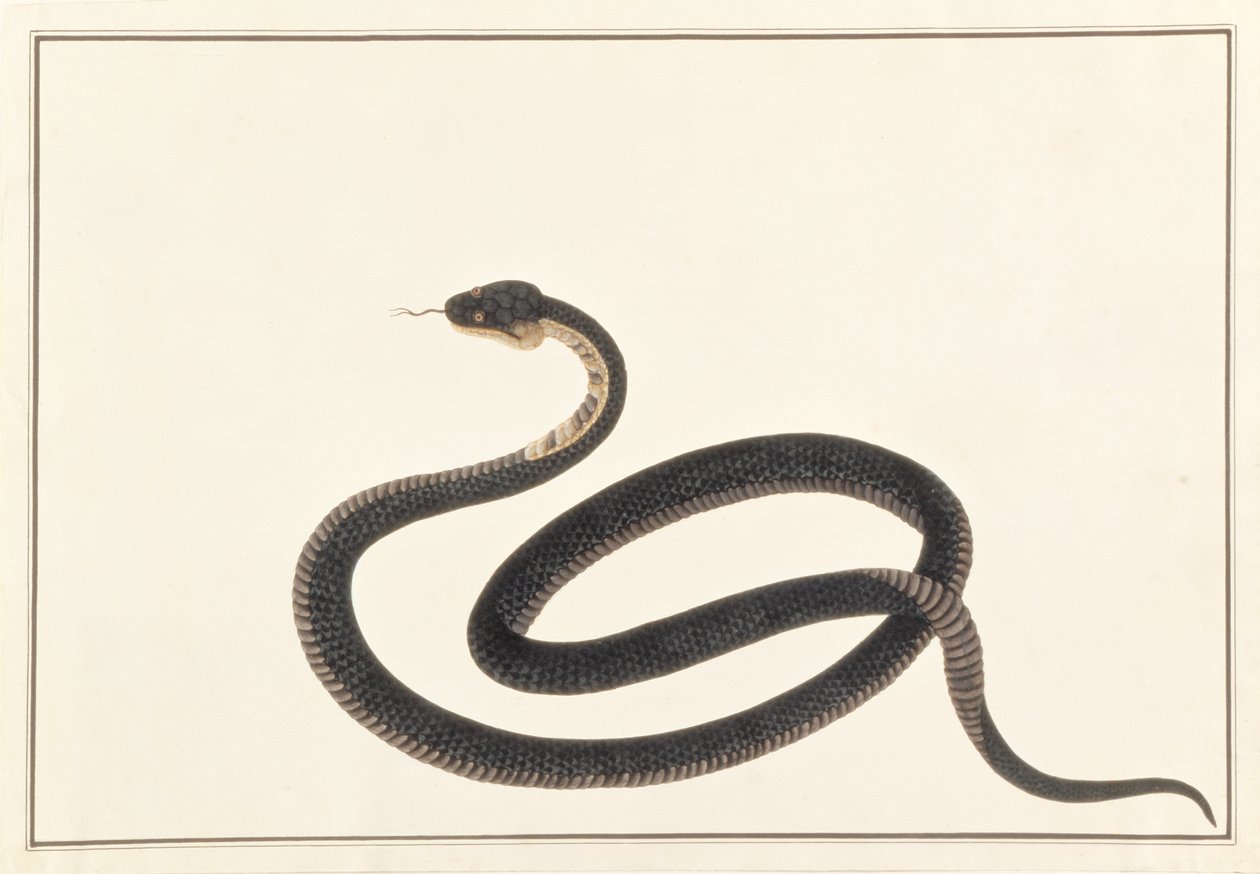 Slange, fra tegninger af dyr, insekter og krybdyr fra Malacca, ca. 1805-18 (gouache og wc på papir) af Chinese School