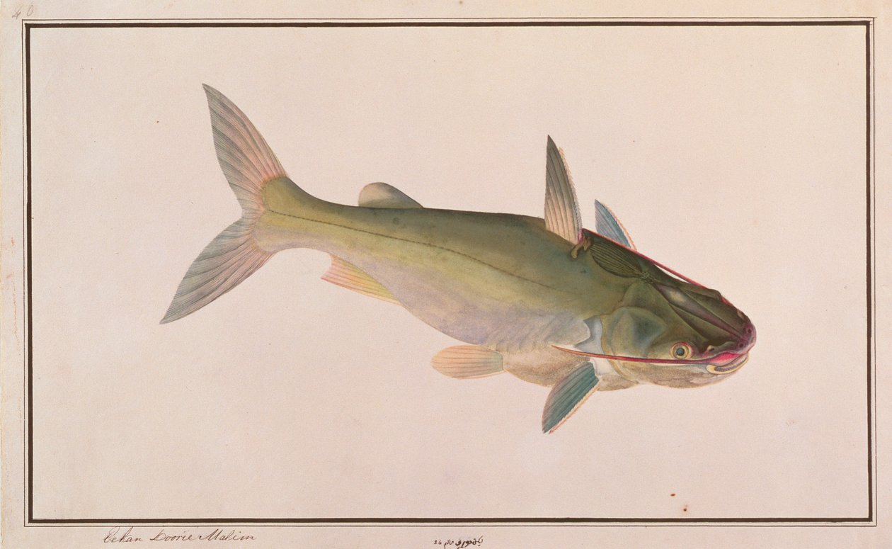 Soldat Catfish, fra tegninger af fisk fra Malacca, ca. 1805-18 (wc på papir) af Chinese School