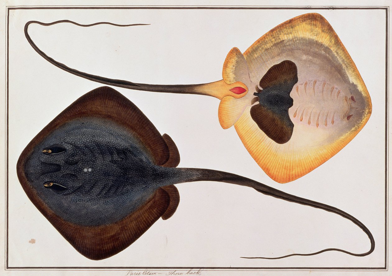 Thorn Back Fish, Parie Eetam, fra Tegninger af fisk fra Malacca, ca. 1805-18 (wc på papir) af Chinese School