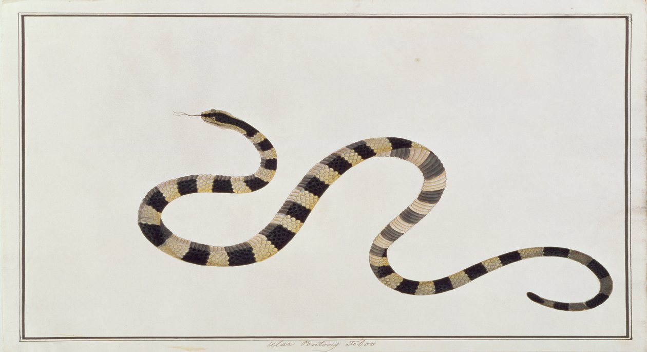 Ular Pontong Teboo, fra Tegninger af dyr, insekter og krybdyr fra Malacca, ca. 1805-18 (wc og gouache på papir) af Chinese School