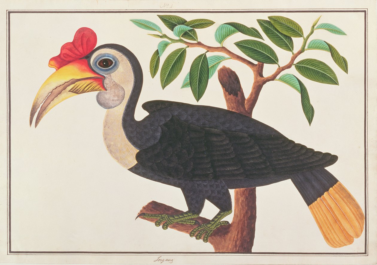 Rynket næsehornsfugl, fra tegninger af fugle fra Malacca, ca. 1805-18 (wc på papir) af Chinese School