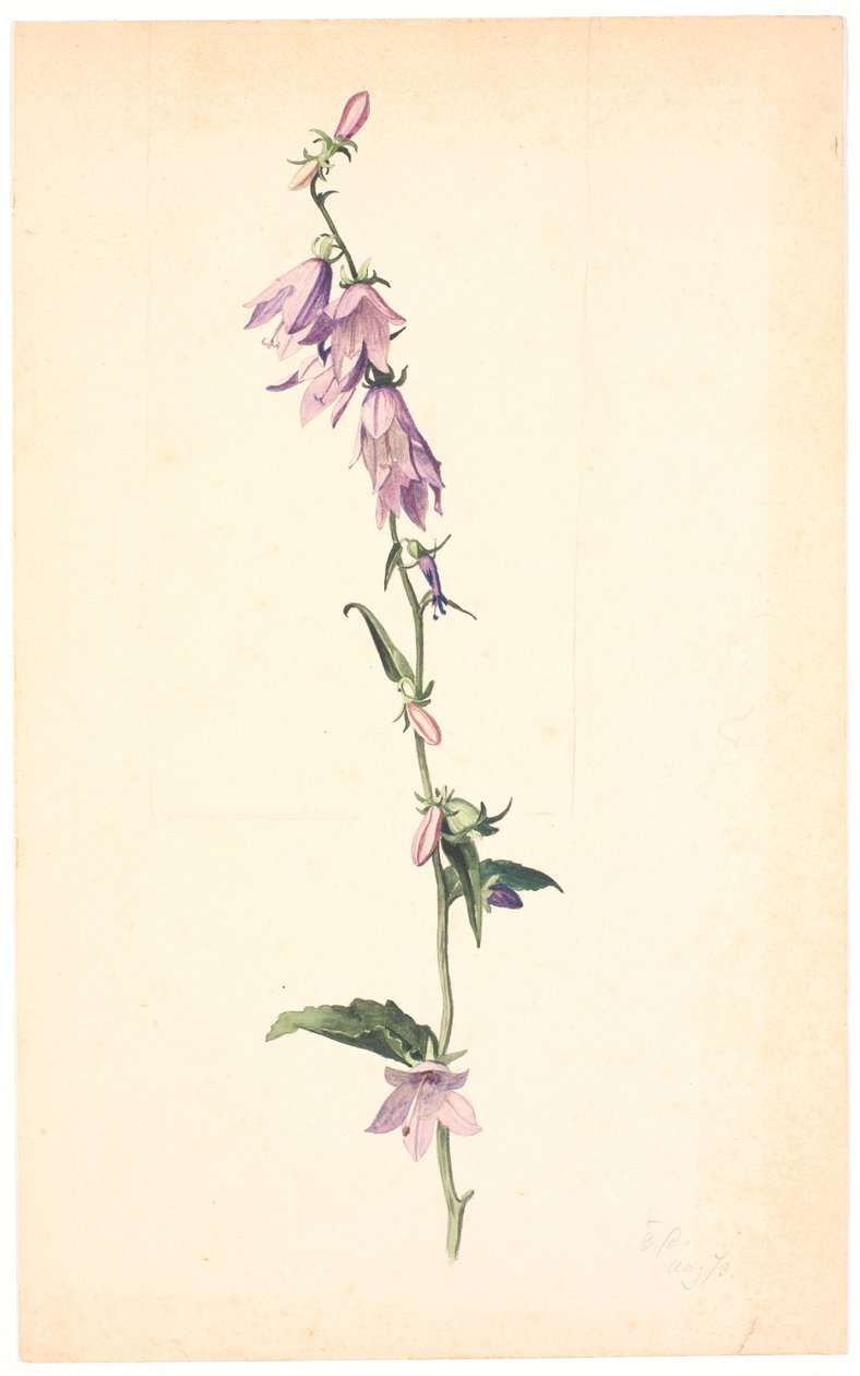 Campanula af Christen Dalsgaard