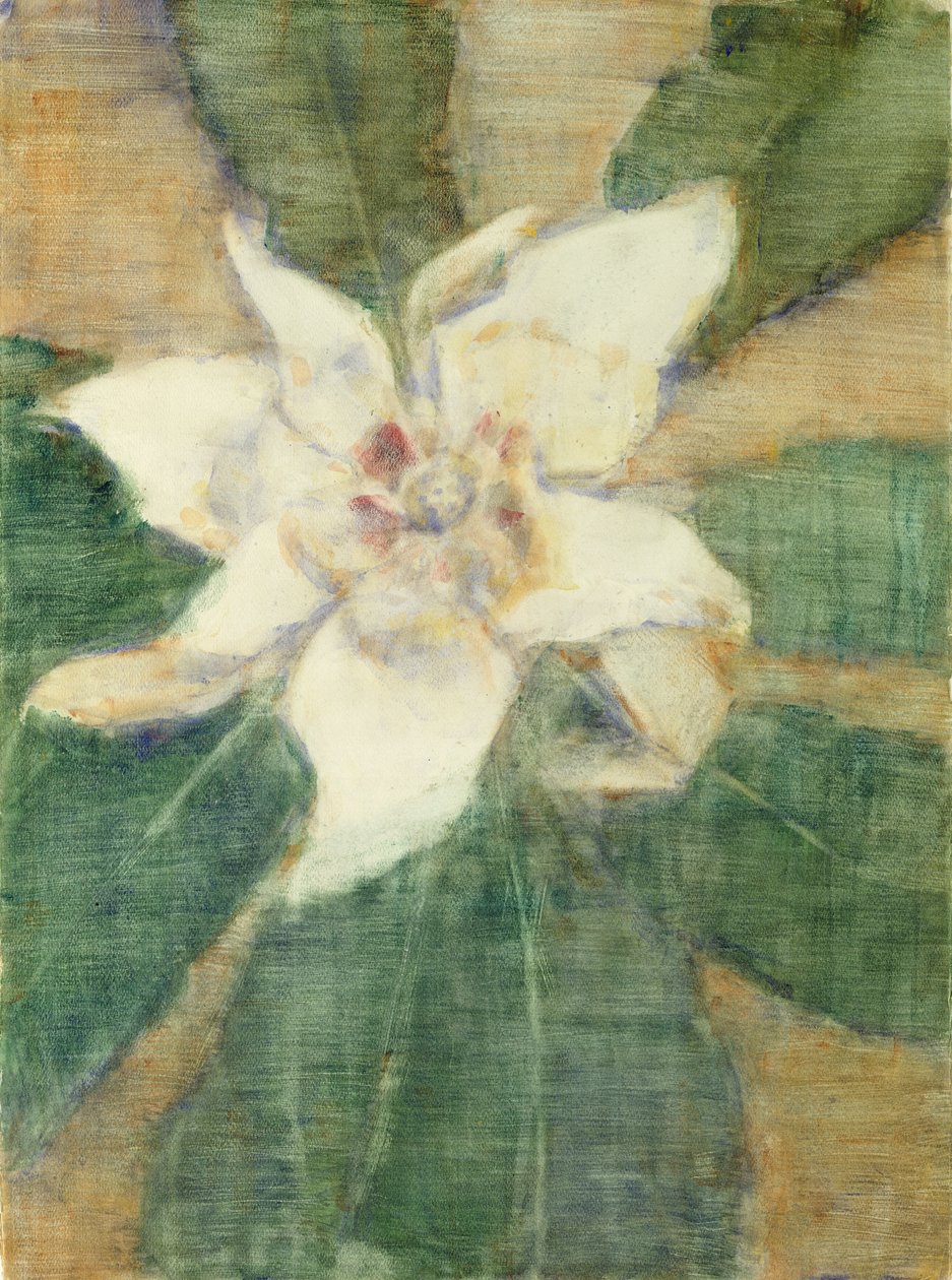 Magnolia Grandiflora (tempera på lærred) af Christian Rohlfs