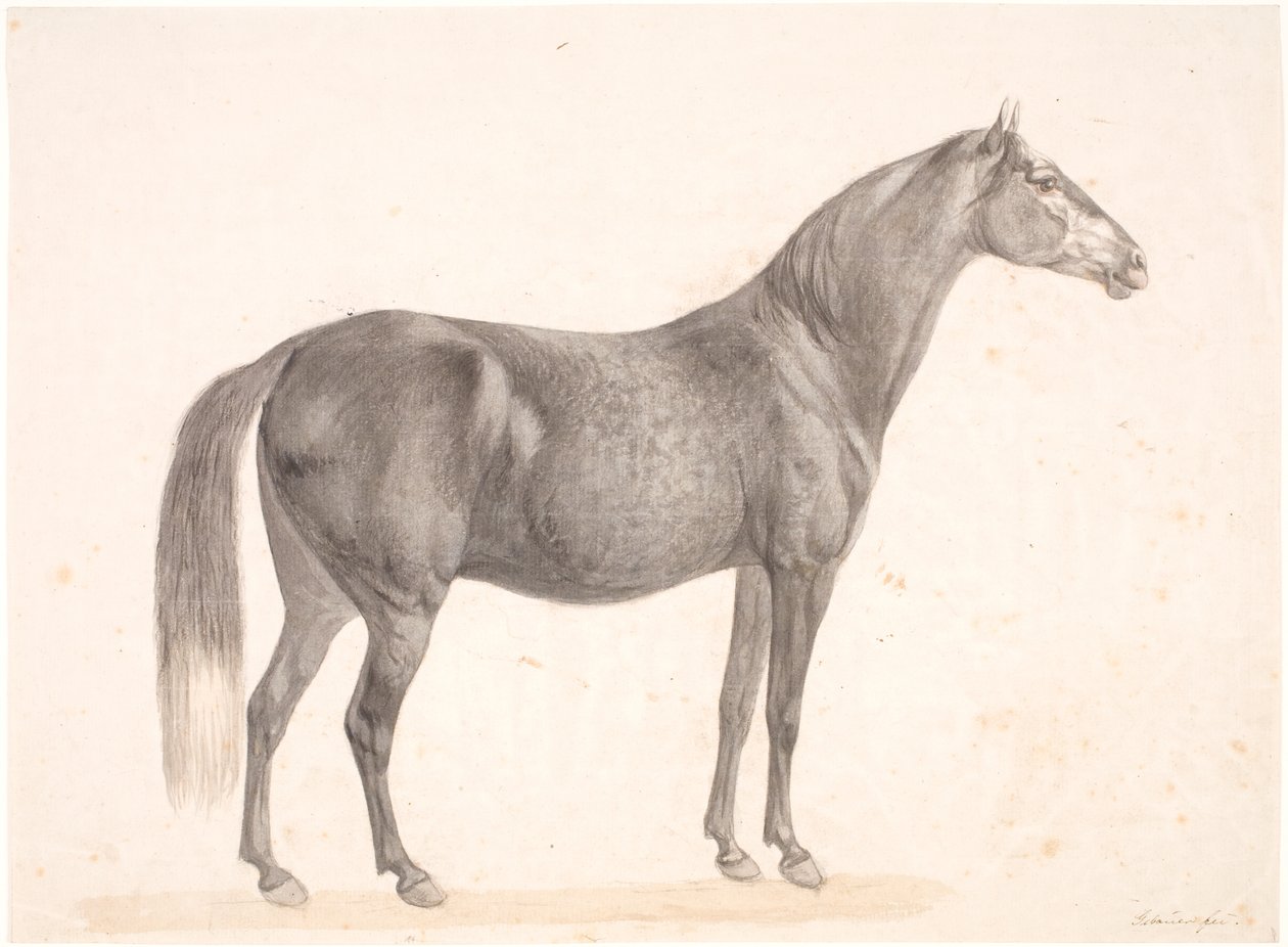 Sort hest af Christian David Gebauer