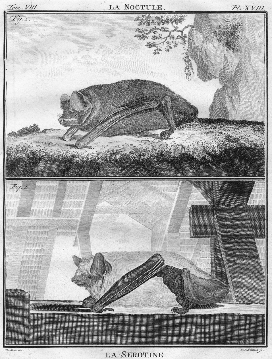 La Noctule & La Serotine, c1763. af Christian Friedrich Fritzsch