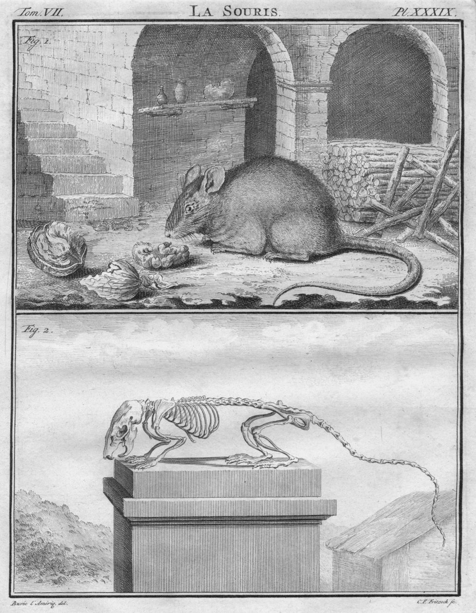 Musen, c1763. af Christian Friedrich Fritzsch