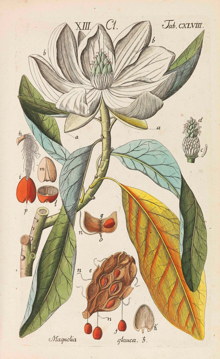 Botanisk håndbog, 1808. af Christian Schkuhr