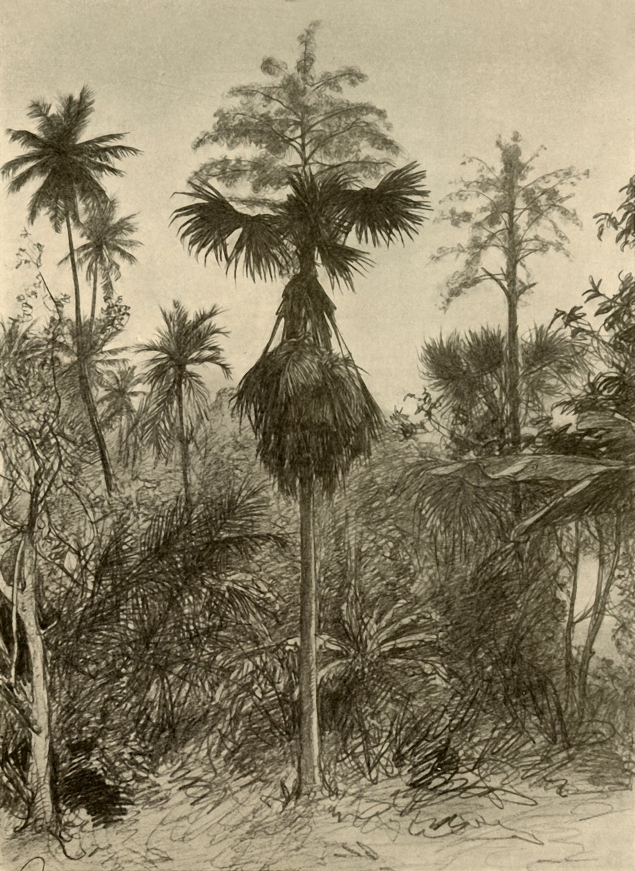 Talipot palme efter blomstring, Ceylon, 1898. af Christian Wilhelm Allers