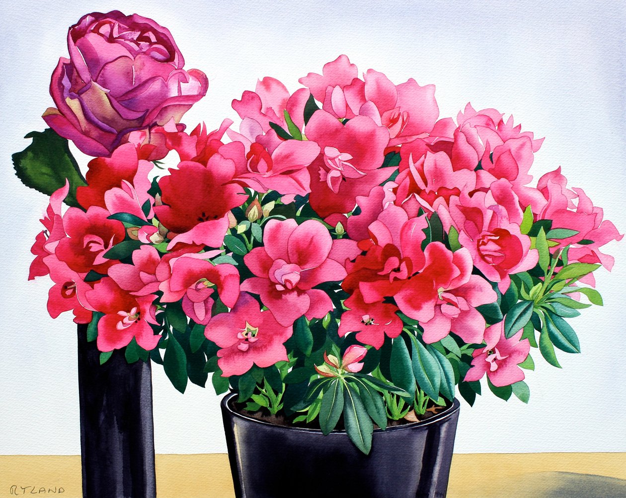 Azalea Rose af Christopher Ryland