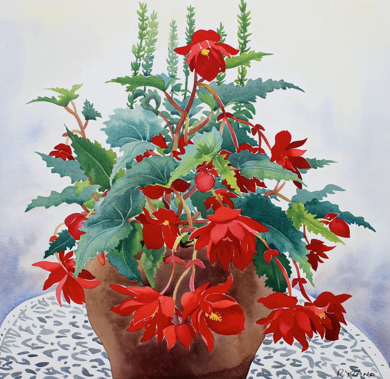 Begonia (akvarel på papir) af Christopher Ryland