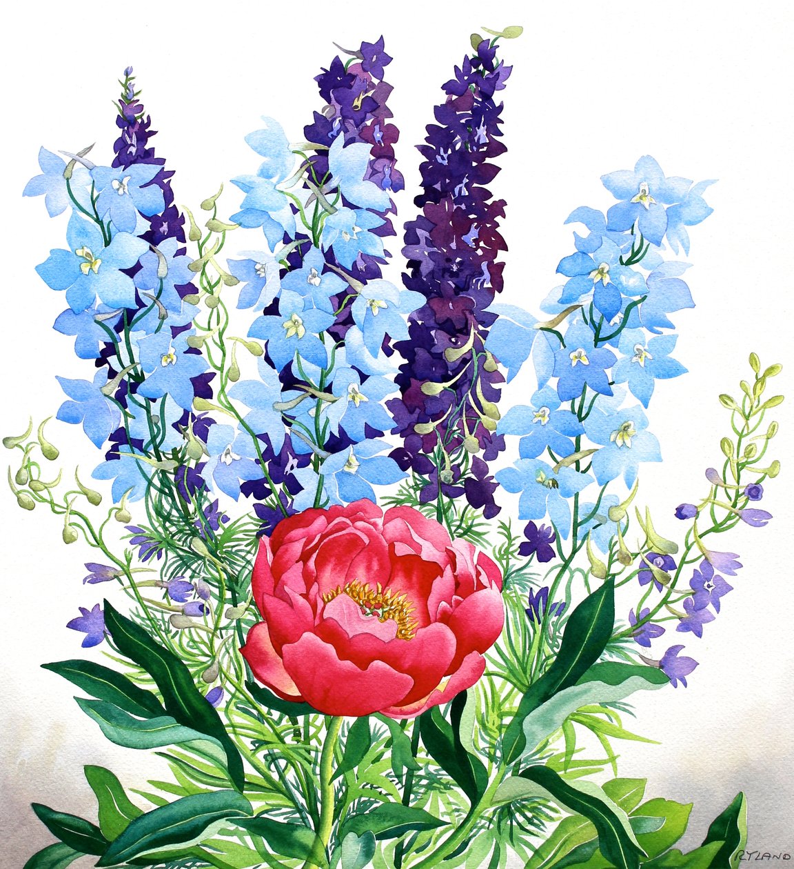 Blå Delphiniums af Christopher Ryland