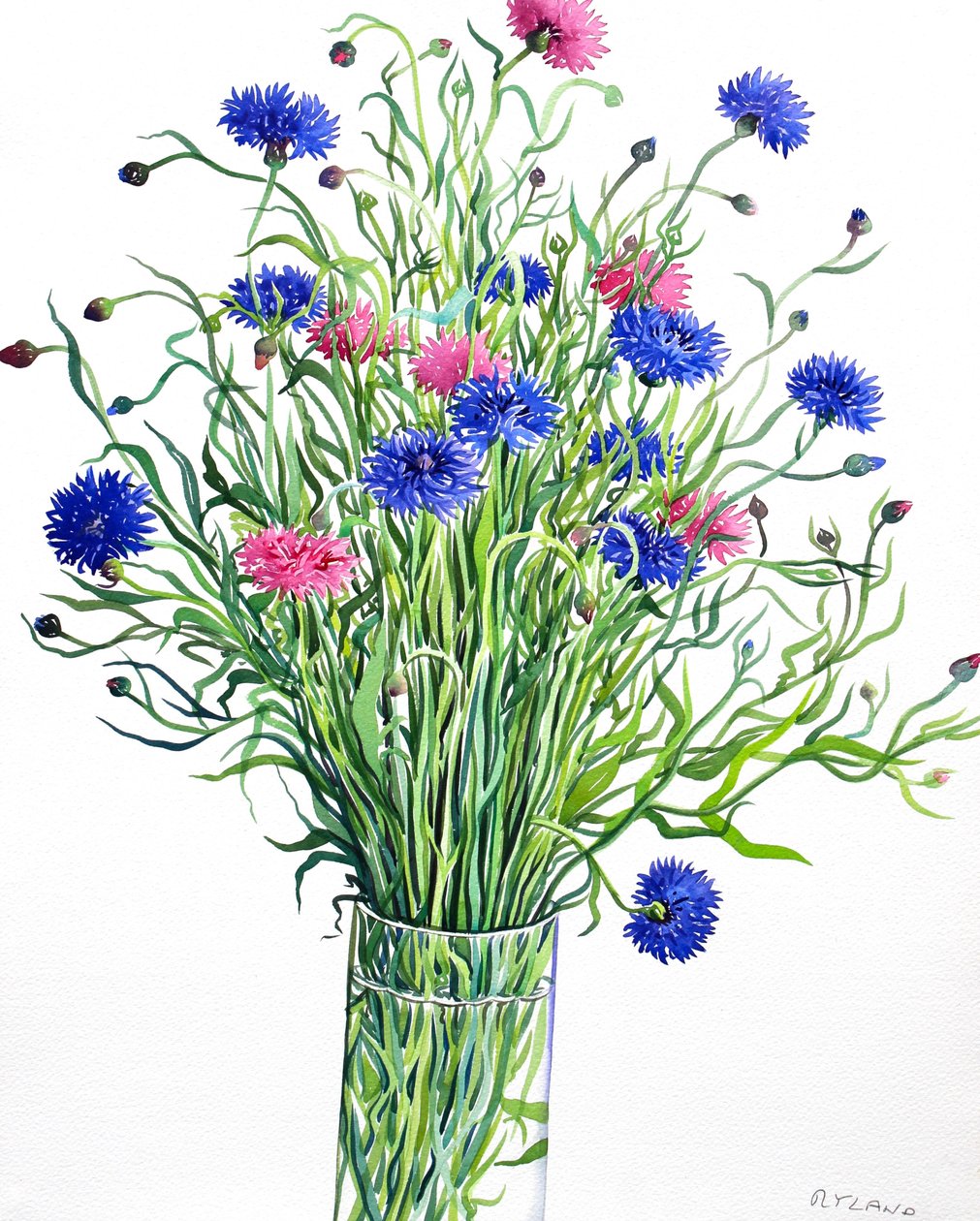 Kornblomster (akvarel på papir) af Christopher Ryland