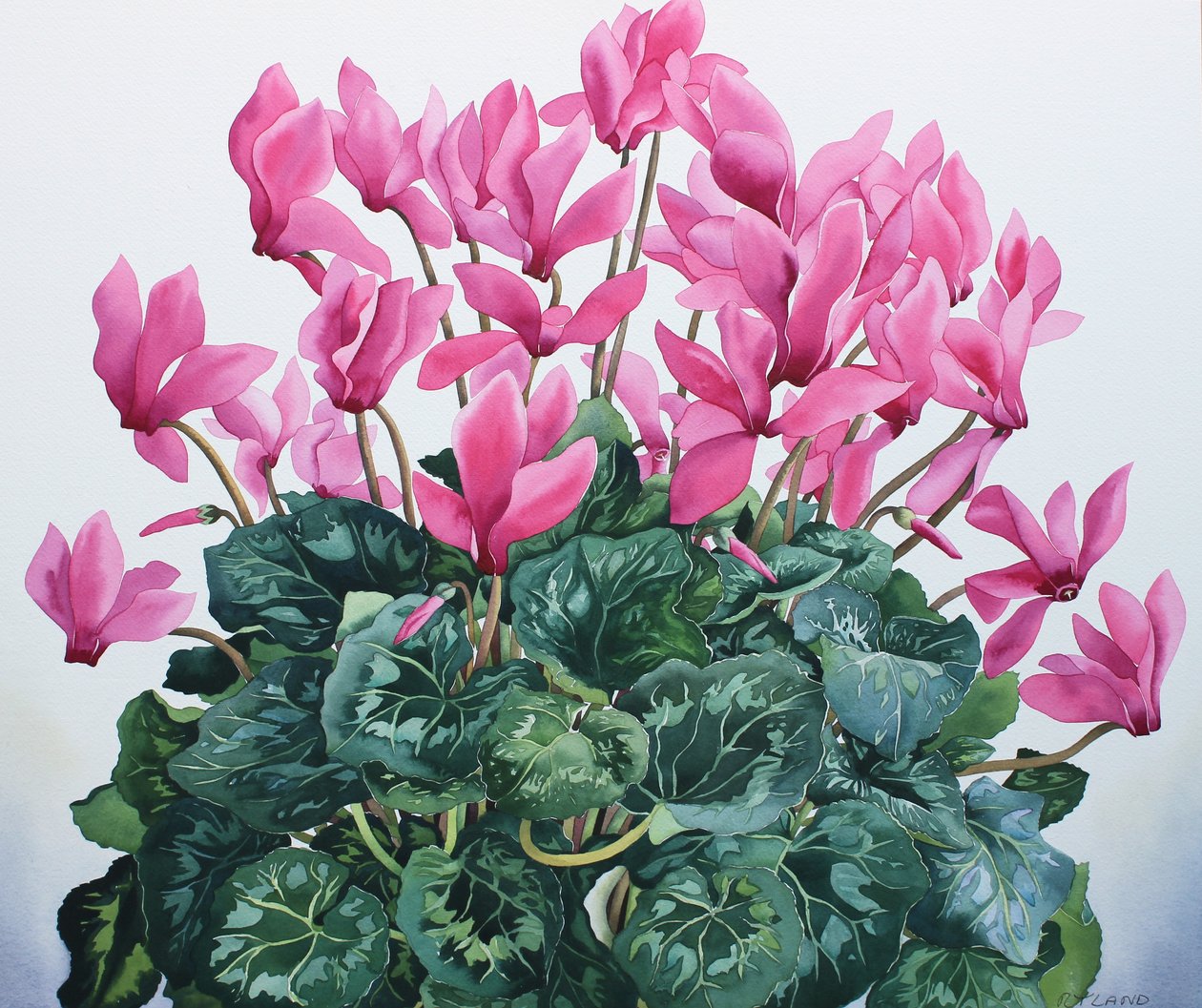 Cyclamen portræt af Christopher Ryland