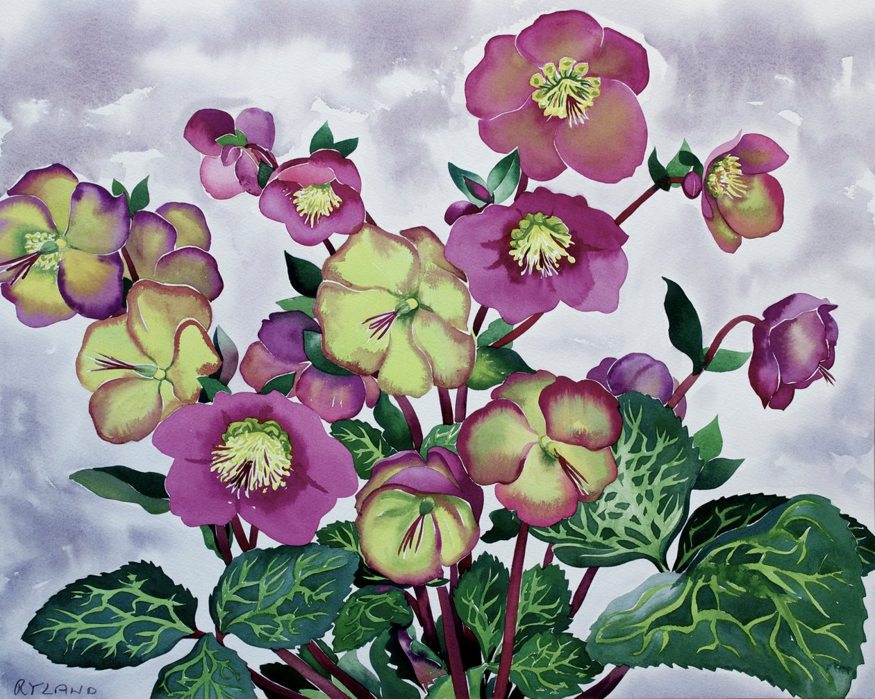 Helleborus (2) af Christopher Ryland
