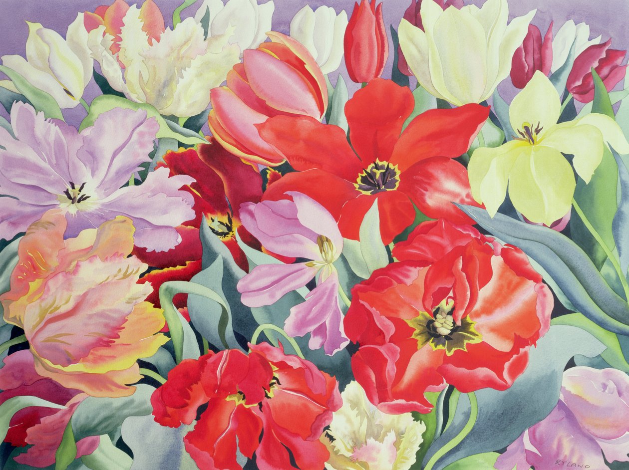 Massed Tulips, 2003 (wc på papir) af Christopher Ryland