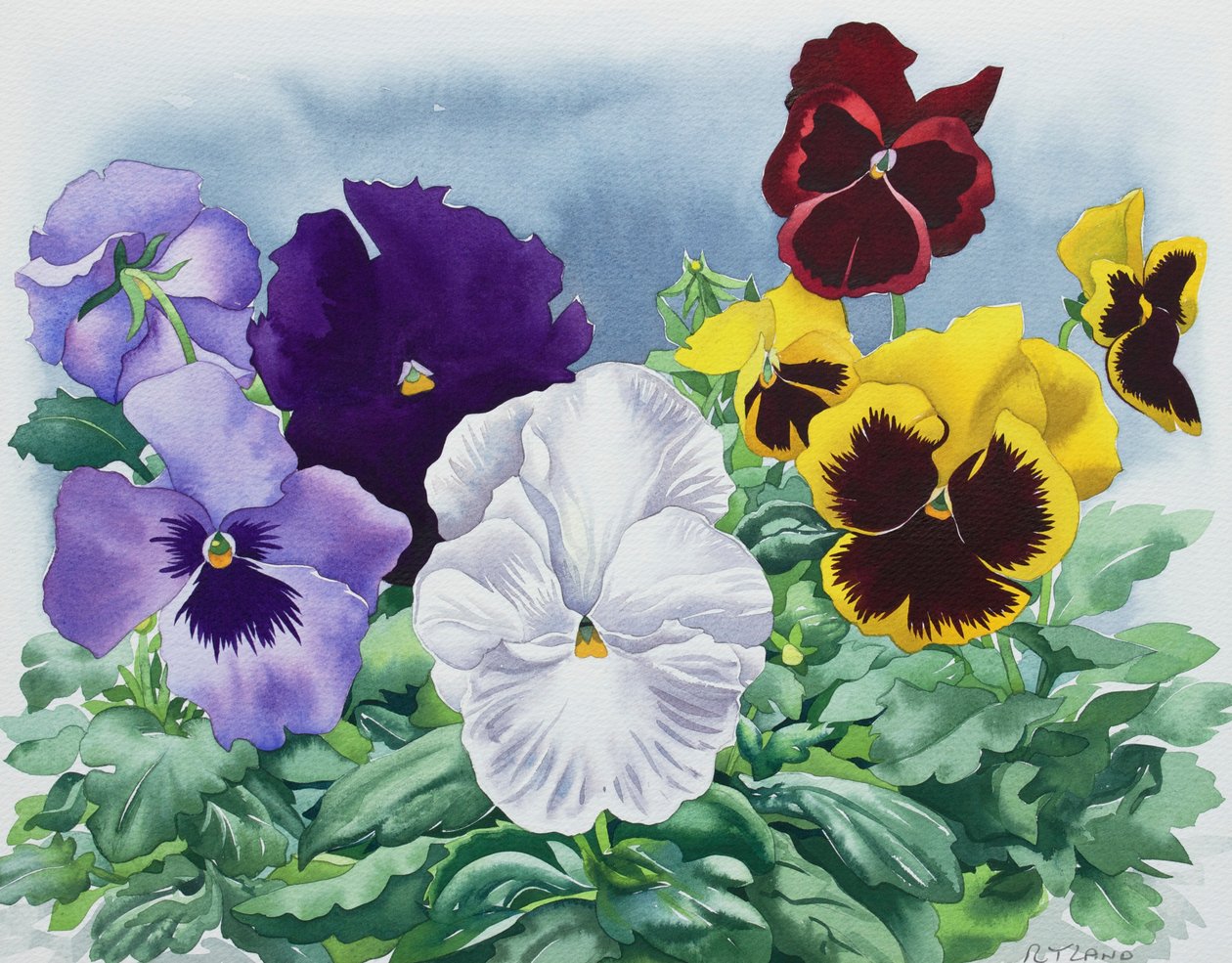 Stedmoderblomster af Christopher Ryland