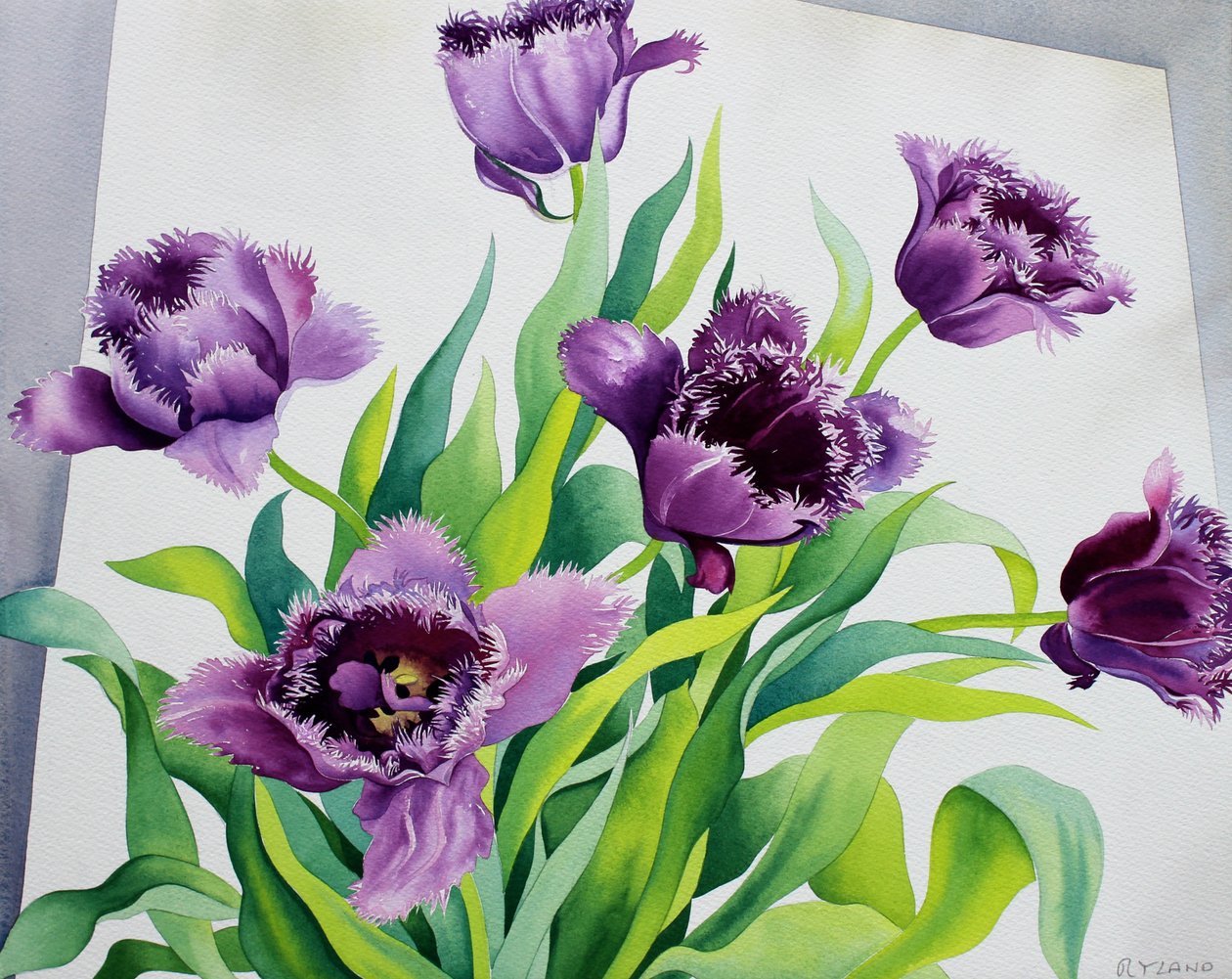 Lilla frynse tulipaner (akvarel på papir) af Christopher Ryland