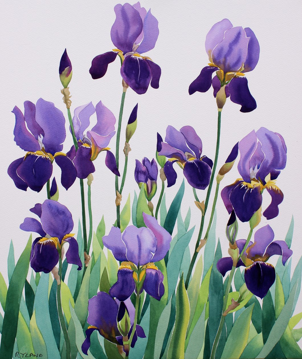 Lilla iris af Christopher Ryland