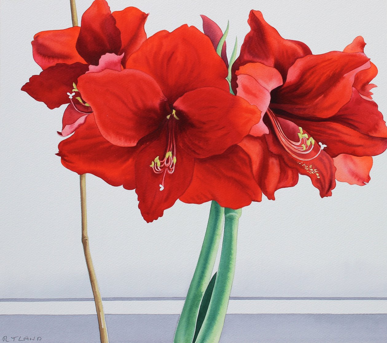 Rød amaryllis (akvarel på papir) af Christopher Ryland