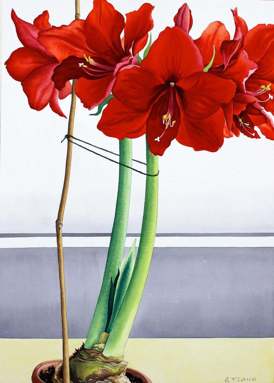 Rød Amaryllis 2 (akvarel på papir) af Christopher Ryland
