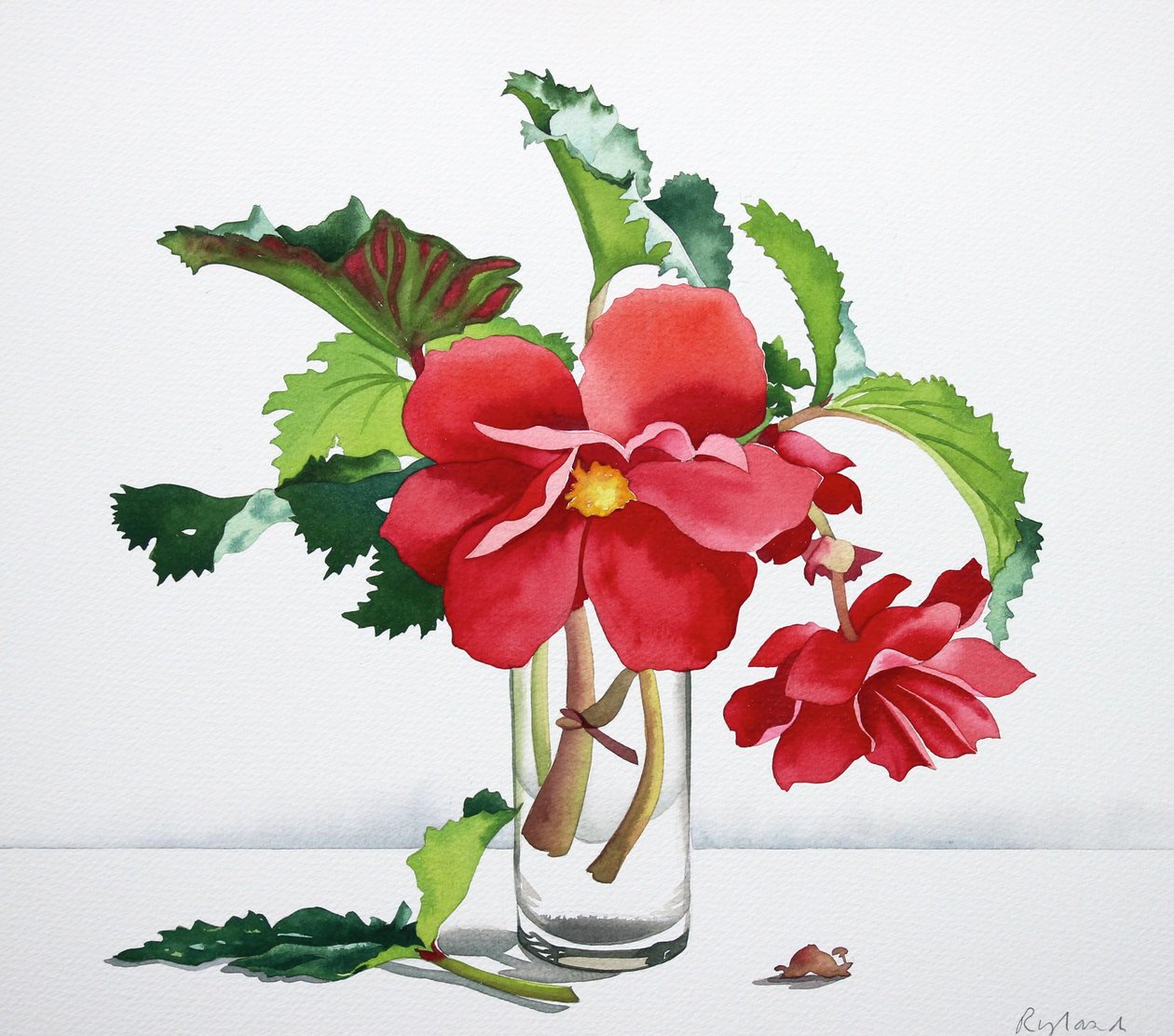 Rød Begonia af Christopher Ryland