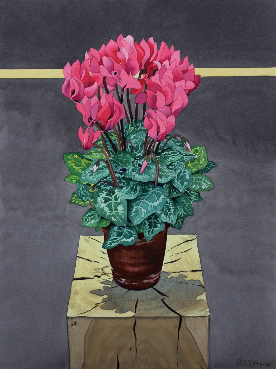 Stilleben Cyclamen (akvarel på papir) af Christopher Ryland