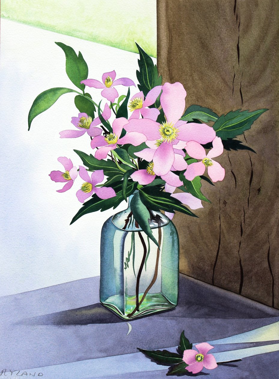 Stilleben Pink Clematis (akvarel på papir) af Christopher Ryland