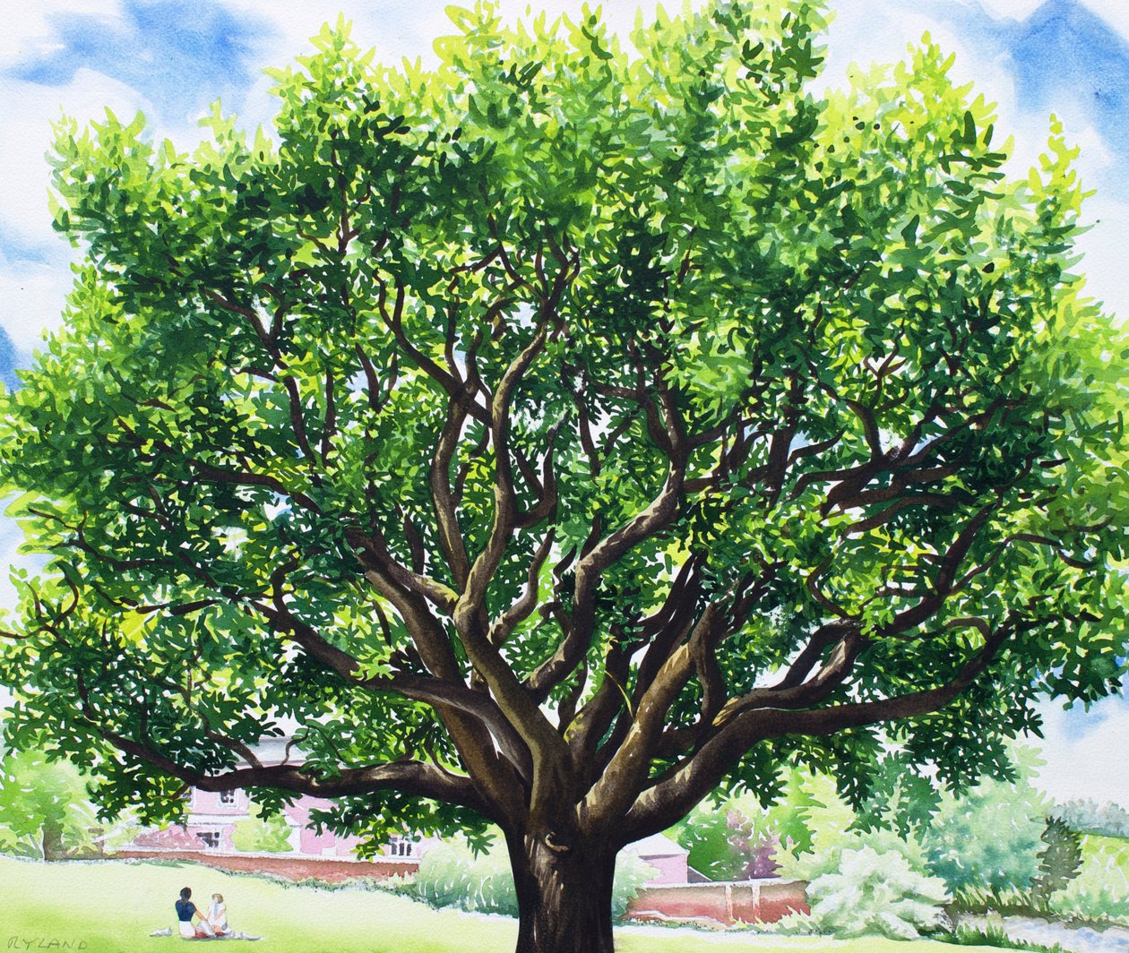 Sommer egetræ af Christopher Ryland