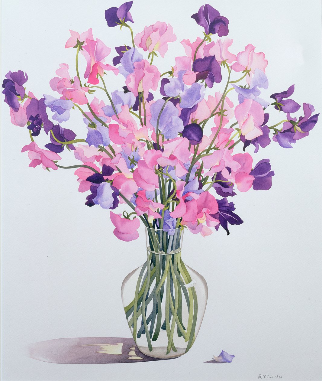 Sweetpeas, 2007 (wc på papir) af Christopher Ryland