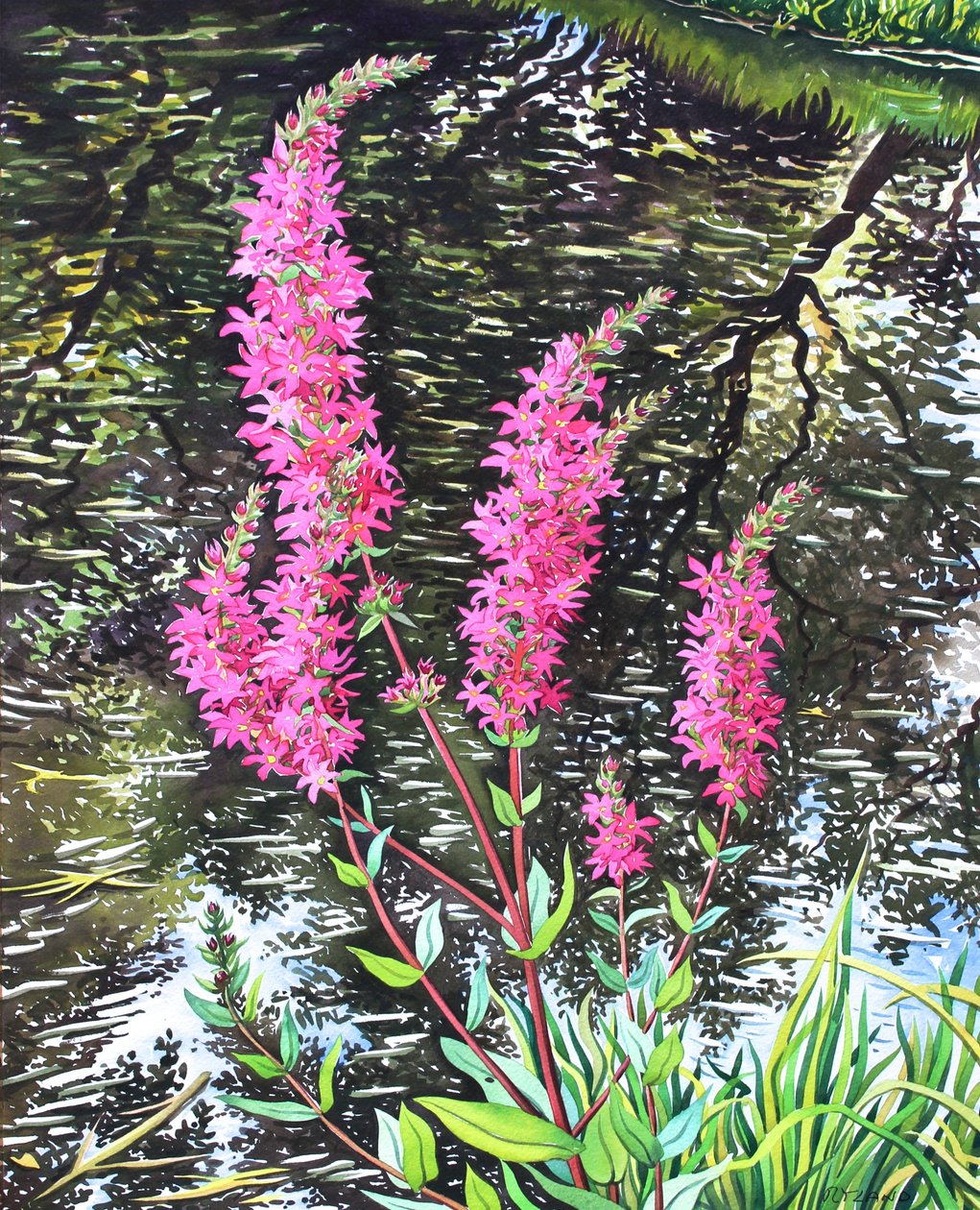 Wild Loosestrife (akvarel på papir) af Christopher Ryland