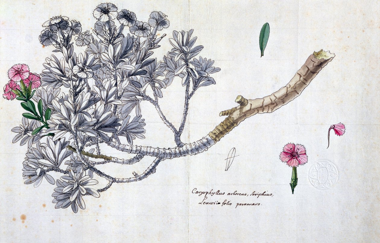 Caryophyllus Arboreus og Seriphius, fra et værk af Joseph Pitton de Tournefort (1656-1708) (pen og blæk og wc på papir) af Claude Aubriet